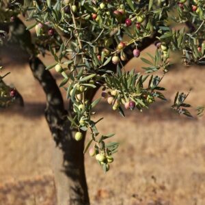 وقف الزيتون